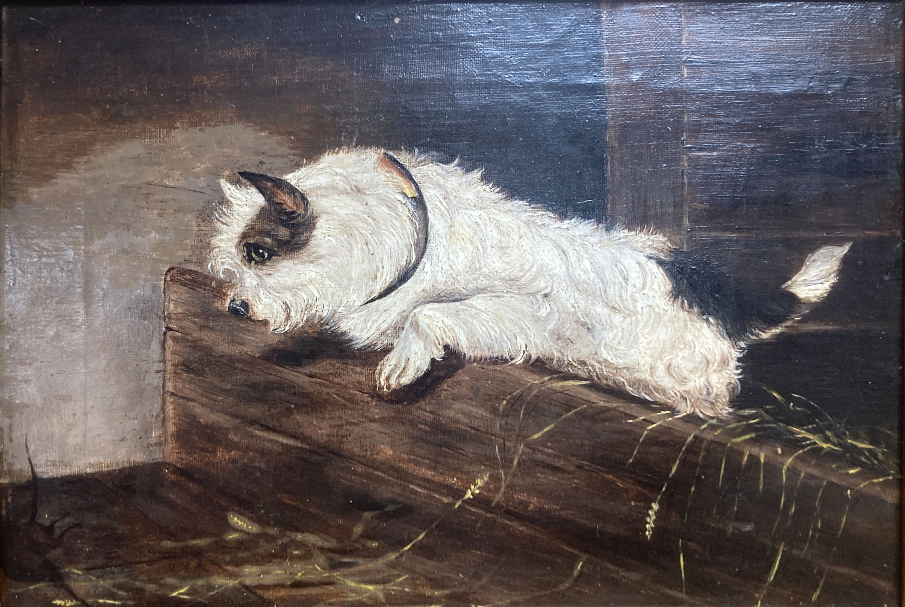 After Armfield, oil on canvas, terrier ratting, 22 x 32cm.